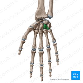 Hamate bone (Os hamatum); Image: Yousun Koh