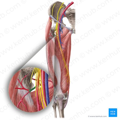 Arteria circumflexa lateralis femoralis (Äußere Oberschenkelkranzarterie); Bild: Liene Znotina