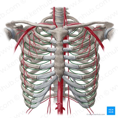 Arteria intercostalis anterior (Vordere Zwischenrippenarterie); Bild: Yousun Koh