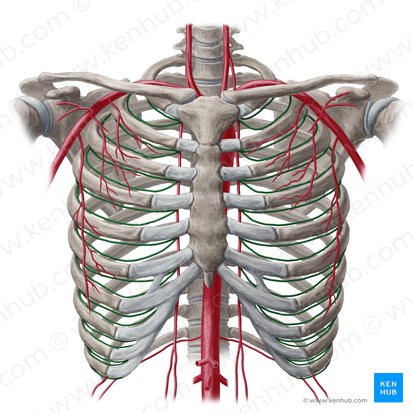 Anterior intercostal artery (Arteria intercostalis anterior); Image: Yousun Koh