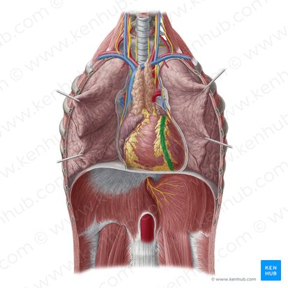 Anterior interventricular sulcus (Sulcus interventricularis anterior); Image: Yousun Koh
