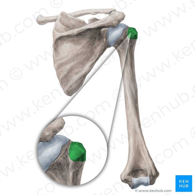 Greater tubercle of humerus (Tuberculum majus humeri); Image: Yousun Koh