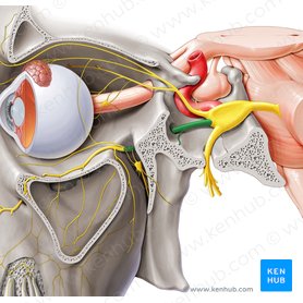 Maxillary nerve (Nervus maxillaris); Image: Paul Kim
