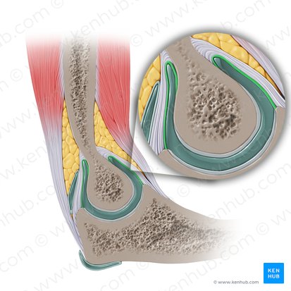 Membrana sinovial de la articulación del codo (Membrana synovialis articulationis cubiti); Imagen: Paul Kim