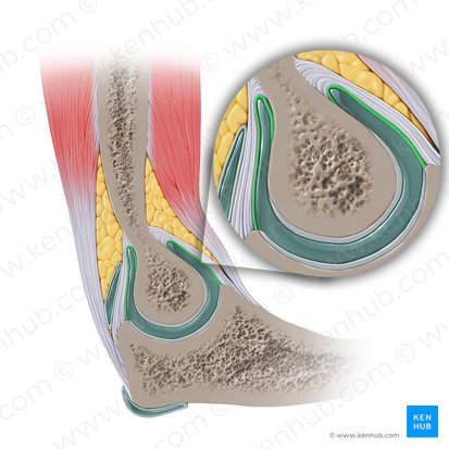 Membrana synovialis articulationis cubiti (Synovialmembran des Ellenbogengelenks); Bild: Paul Kim