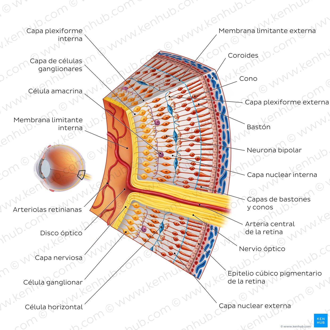 Retina