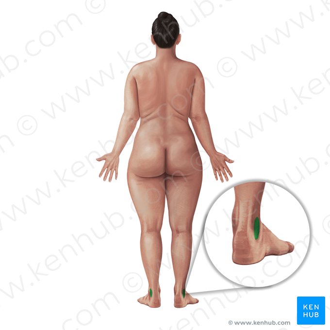 Região retromaleolar lateral (Regio retromalleolaris lateralis); Imagem: Paul Kim