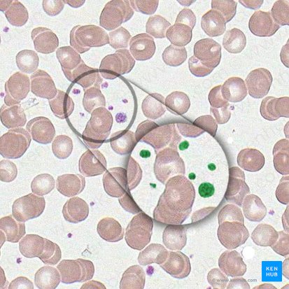 Thrombocyte (Thrombocytus); Image : 
