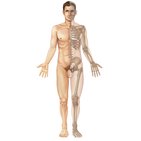 Sistema muscular e esquelético