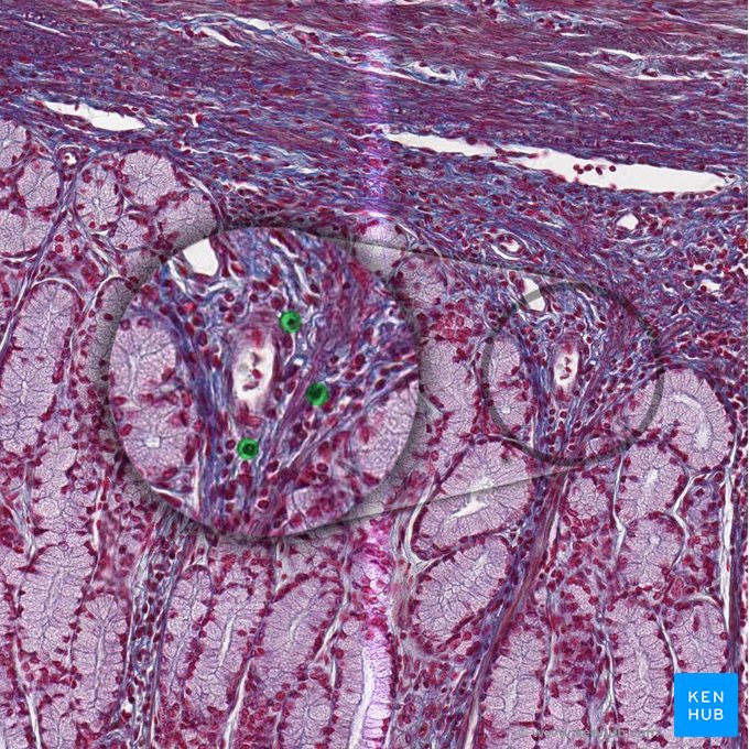 Plasma cells (Plasmocytus); Image: 