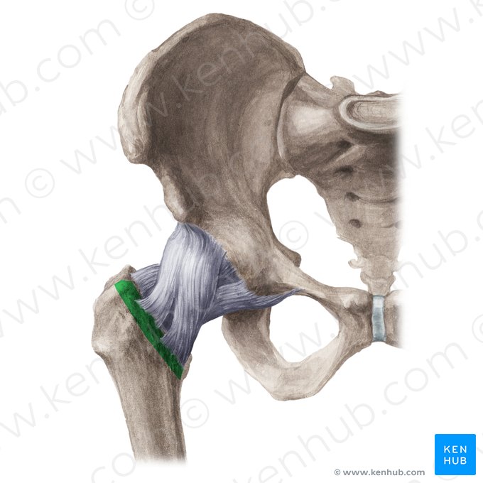 Intertrochanteric line of femur (Linea intertrochanterica ossis femoris); Image: Liene Znotina