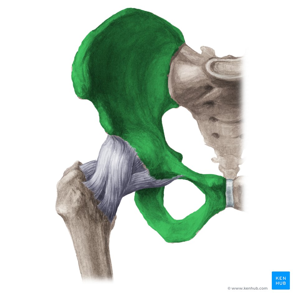 Sacroiliac Joint ligaments