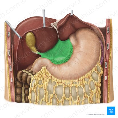 Omento menor (Omentum minus); Imagen: Irina Münstermann