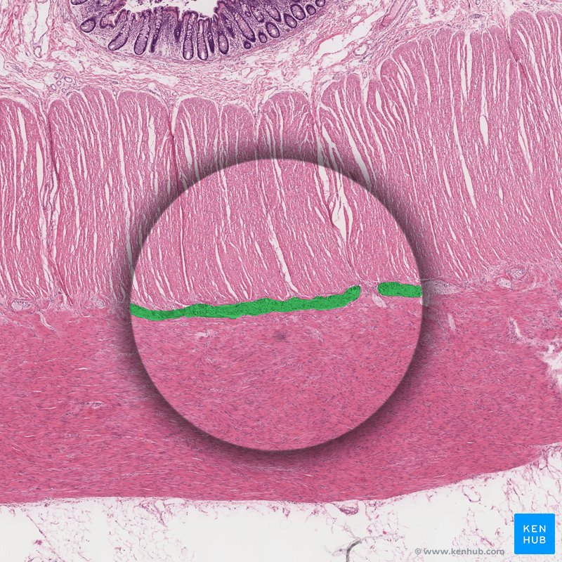 Myenteric plexus (of Auerbach) of Colon - histological slide