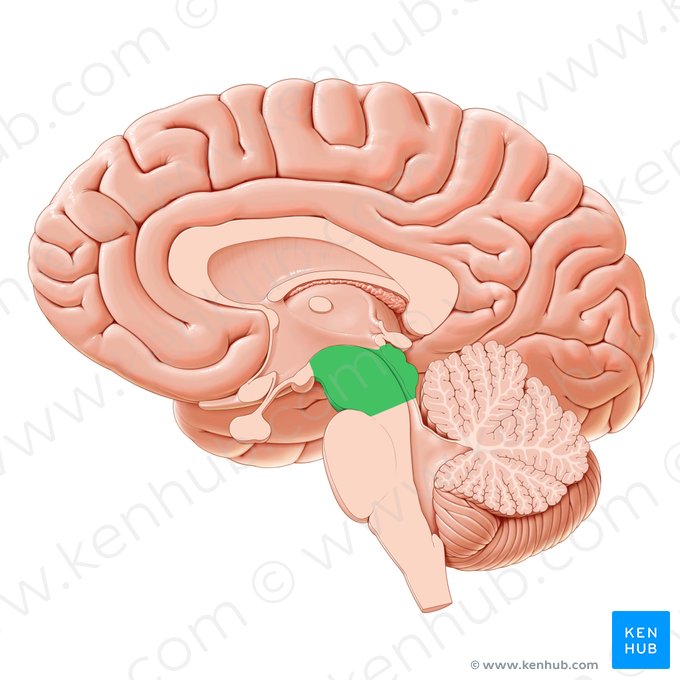 Midbrain (Mesencephalon); Image: Paul Kim