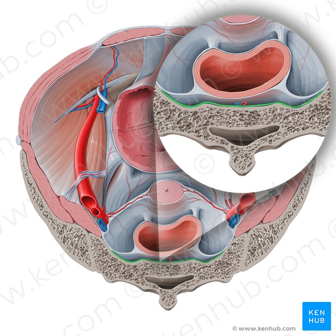Ligamento sacrocoxígeo anterior (Ligamentum sacrococcygeum anterius); Imagen: Paul Kim