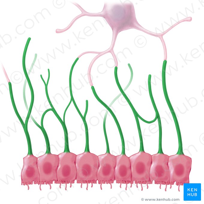 Processus basales ependymocyti (Basalmembranfortsatz der Ependymzelle); Bild: Paul Kim