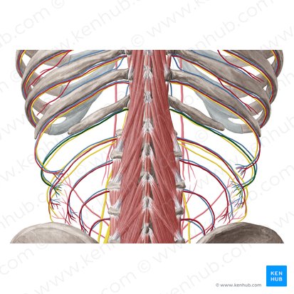 Arteria subcostal (Arteria subcostalis); Imagen: Yousun Koh