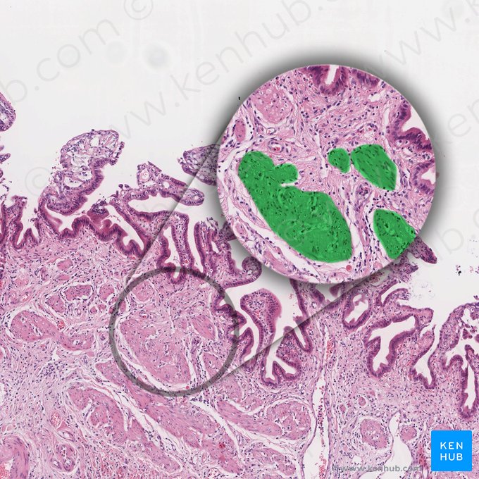 Fascículo del músculo liso (Fasciculus muscularis levis); Imagen: 