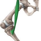 Musculus sartorius