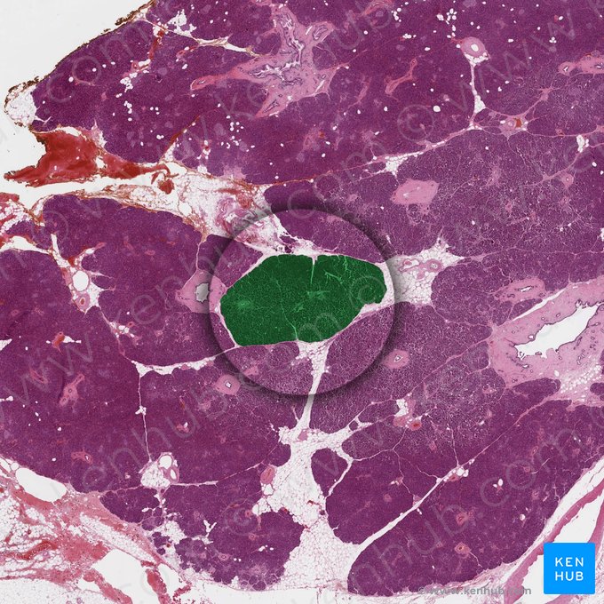 Lóbulo pancreático (Lobulus pancreaticus); Imagem: 