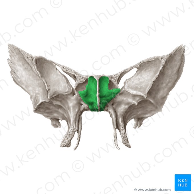 Cornete esfenoidal (Concha sphenoidalis); Imagen: Samantha Zimmerman