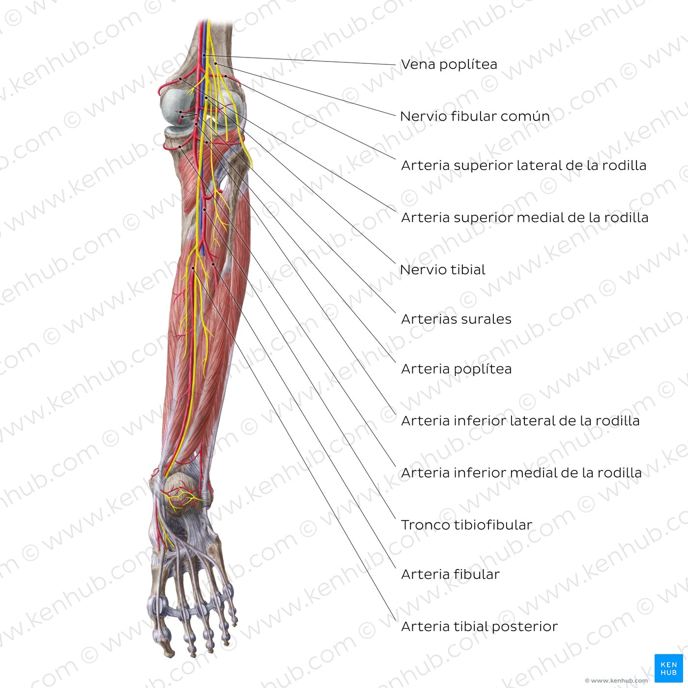 Vista posterior de las arterias y nervios de la rodilla y de la pierna