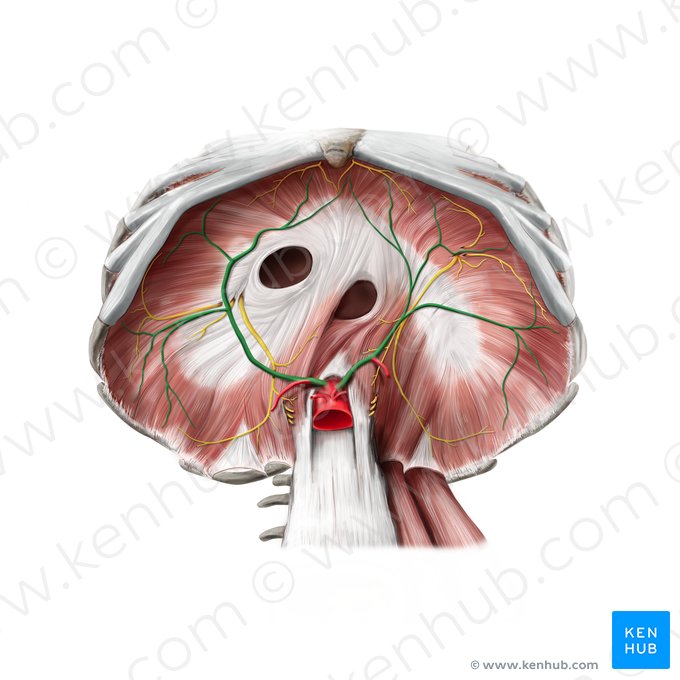 Artéria frênica inferior (Arteria phrenica inferior); Imagem: Paul Kim