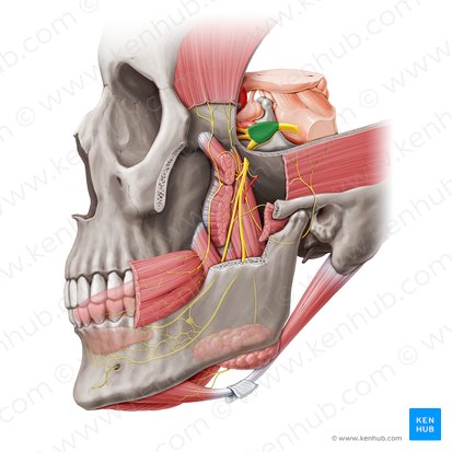 Trigeminal ganglion (Ganglion trigeminale); Image: Paul Kim