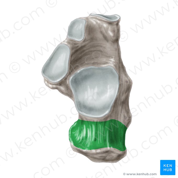 Cuerpo del calcáneo (Corpus calcanei); Imagen: Samantha Zimmerman