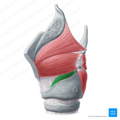 Músculo cricoaritenoideo lateral (Musculus cricoarytenoideus lateralis); Imagen: Yousun Koh
