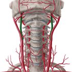 Internal carotid artery