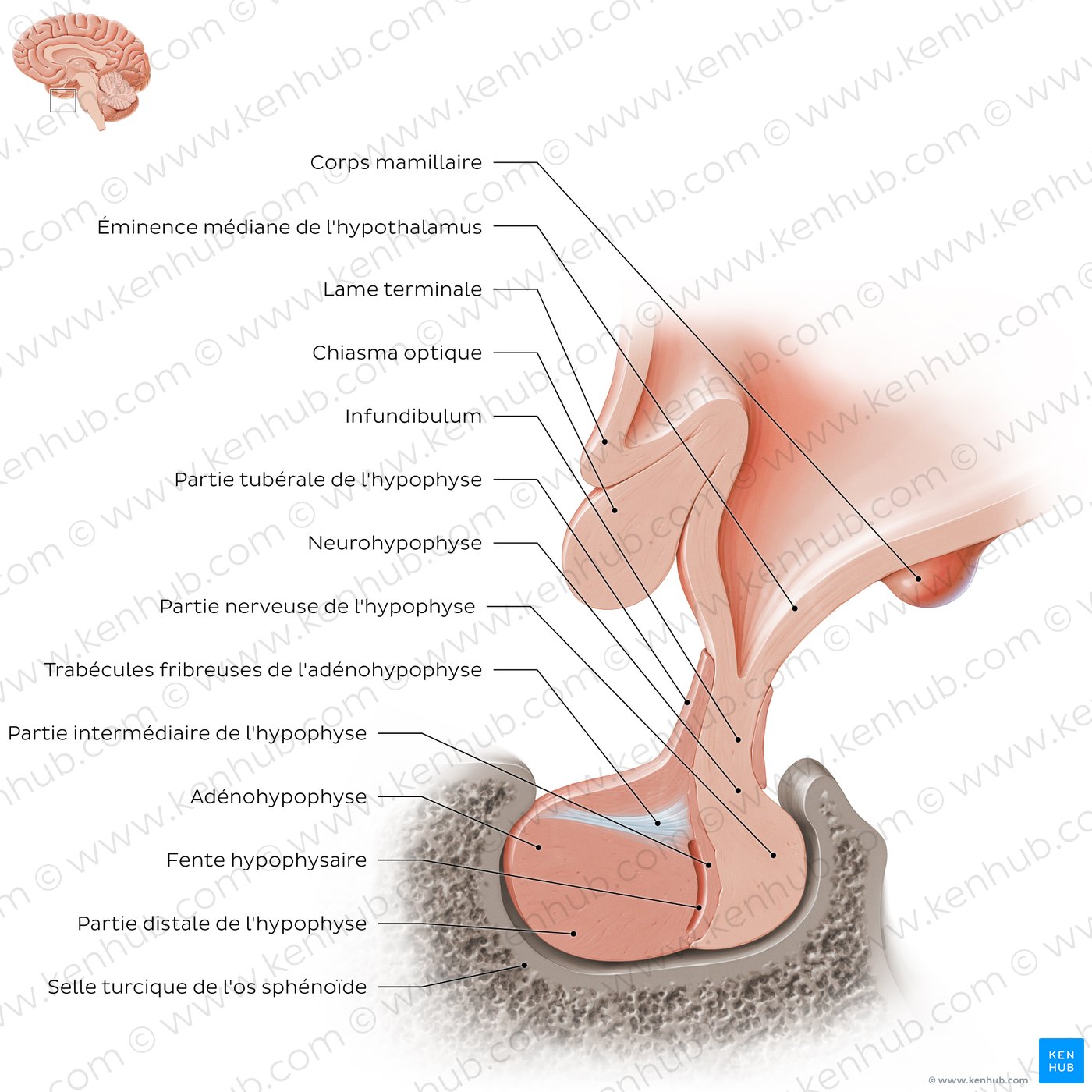 Pituitary gland: Overview