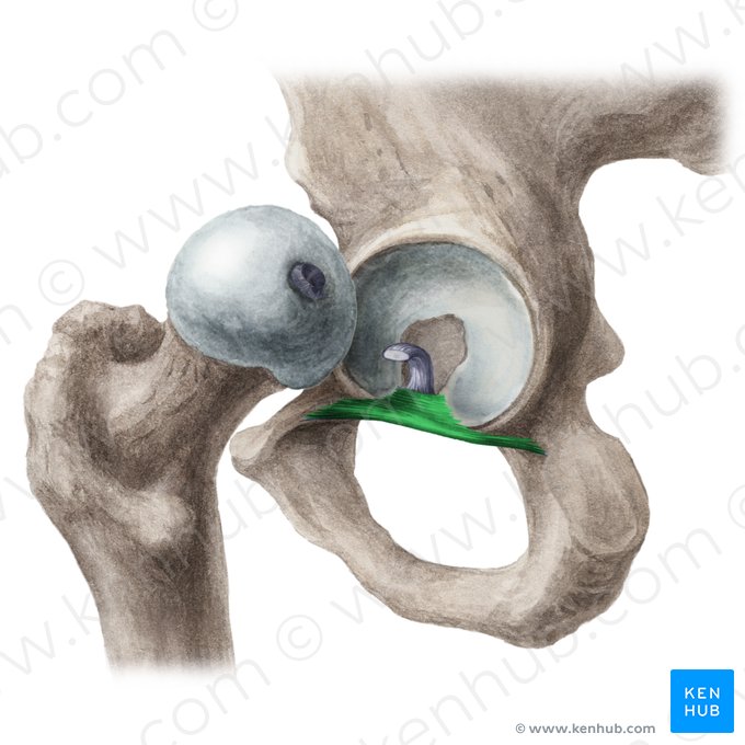 Ligamento transverso del acetábulo (Ligamentum transversum acetabuli); Imagen: Liene Znotina