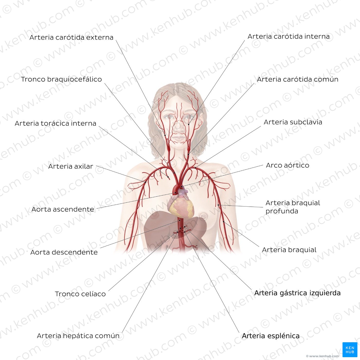 Sistema cardiovascular: Arterias de la porción superior del cuerpo