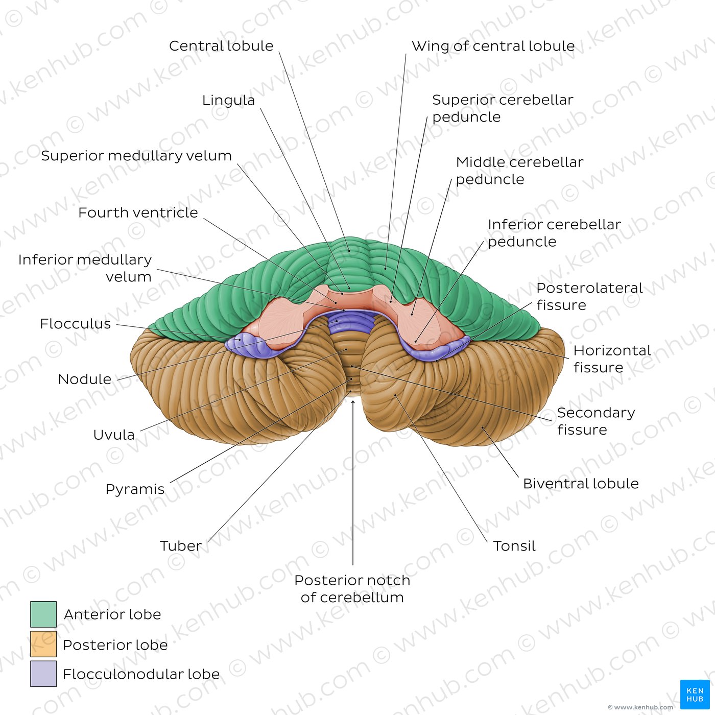 Cerebellum and brainstem: Anatomy and functions | Kenhub