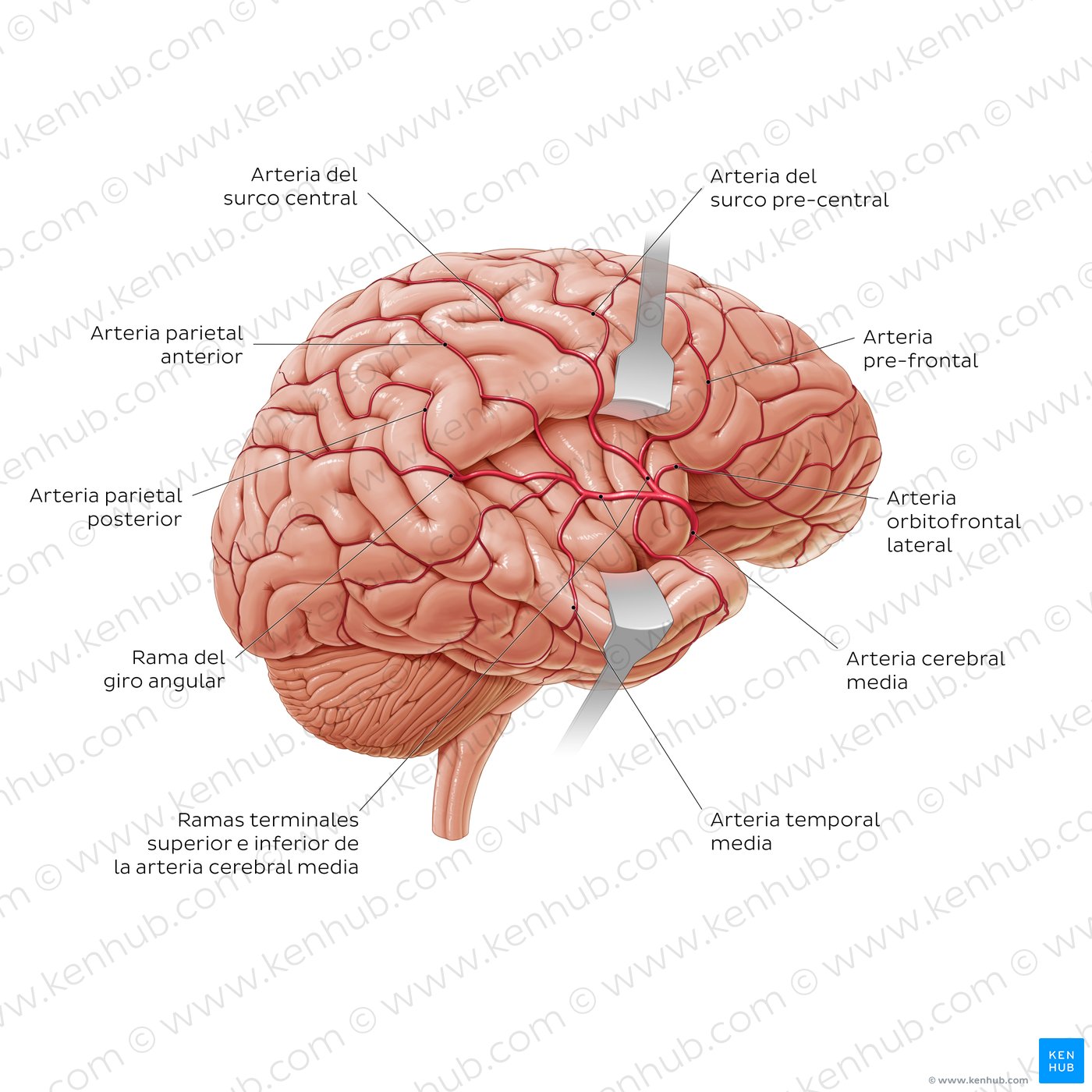 Arterias del encéfalo - Vista lateral