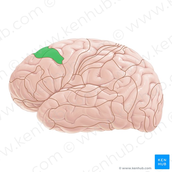 Área 8 de Brodmann (Area Brodmann 8); Imagem: Paul Kim