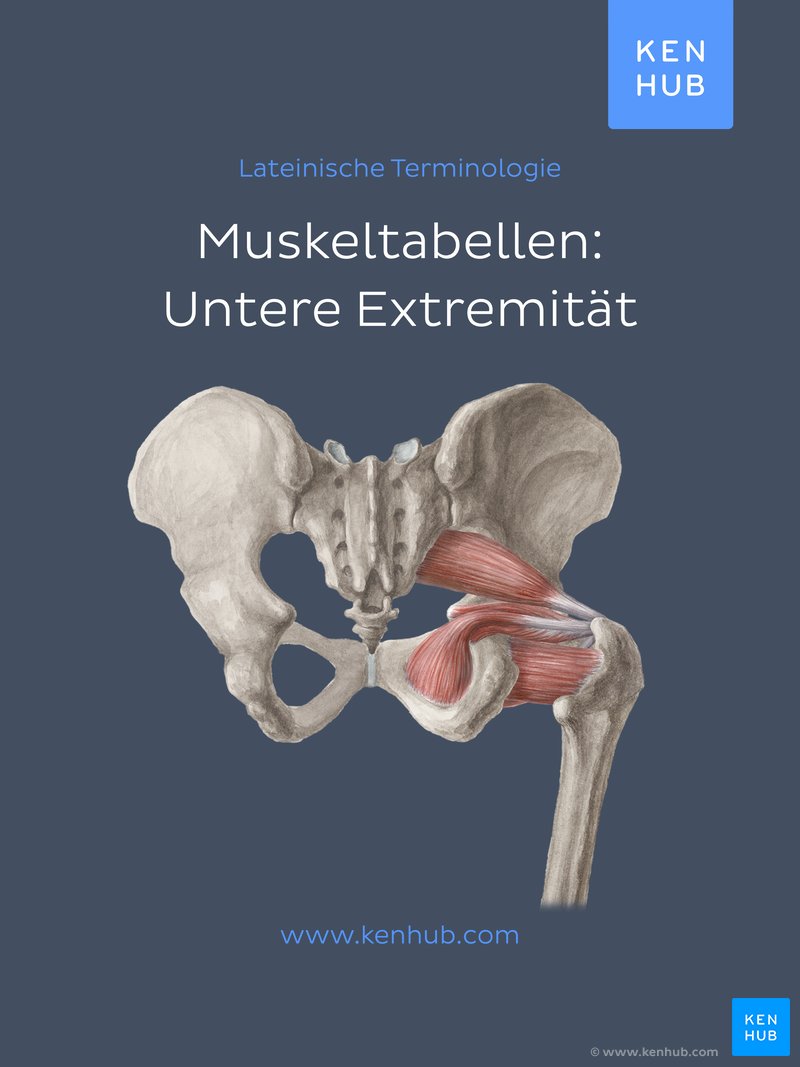 Muskeltabellen: Untere Extremität