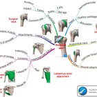 How to learn anatomy with mind maps