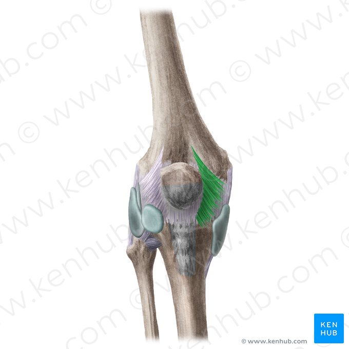 Retinaculum patellae mediale (Innerer Kniescheibenzügel); Bild: Liene Znotina