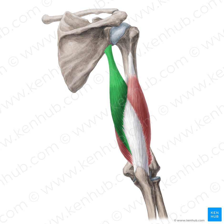 Triceps brachii muscle: Attachments, supply and functions ...