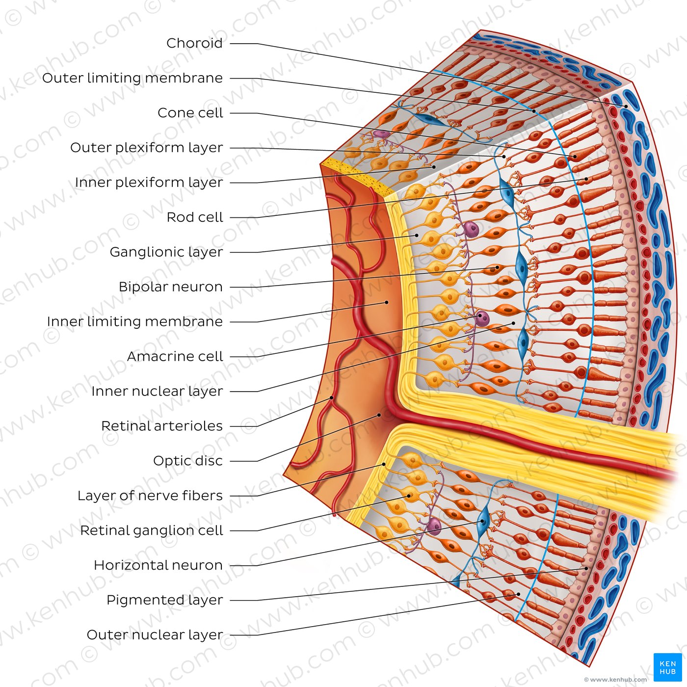 Cells and layers of the retina (coronal view)
