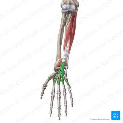 Tendons of flexor digitorum profundus muscle (Tendines musculi flexoris digitorum profundus); Image: Yousun Koh