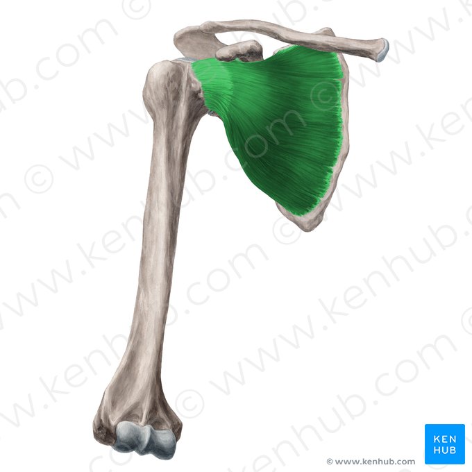 Subscapularis muscle (Musculus subscapularis); Image: Yousun Koh