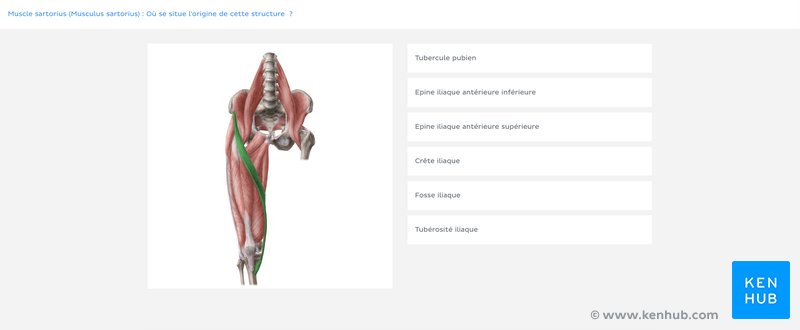 Quiz Kenhub sur les muscles