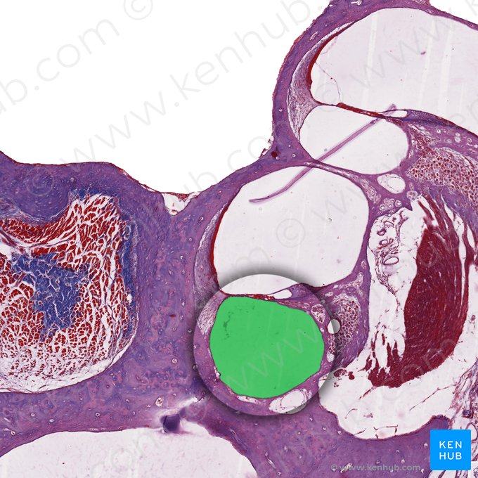 Rampa timpánica (Scala tympani); Imagen: 