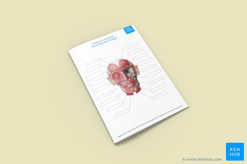 Schéma à compléter des muscles du visage