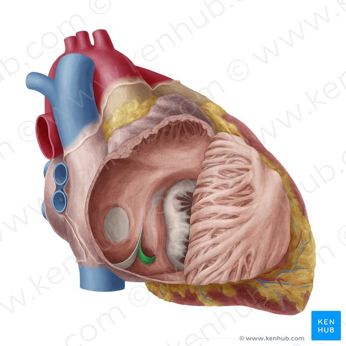 Válvula do seio coronário (Valvula sinus coronarii); Imagem: Yousun Koh