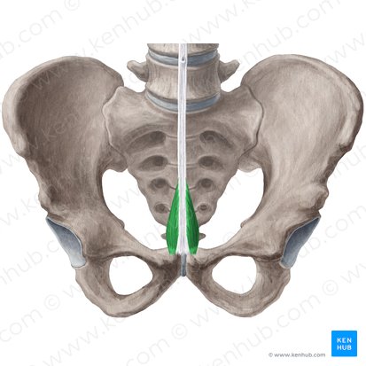 Musculus pyramidalis (Pyramidenmuskel); Bild: Yousun Koh